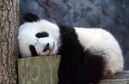 中国熊猫在美国被虐?挨饿?遭电击? 没这回事!