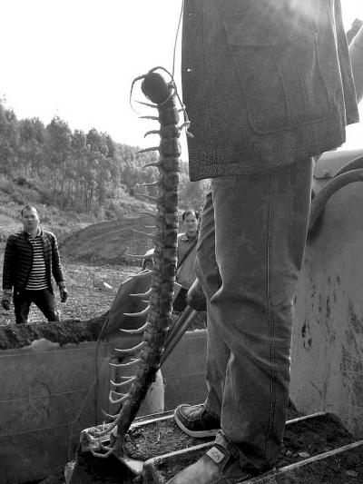 曝武汉工地发现12米巨型蜈蚣 记者调查发现是谣言